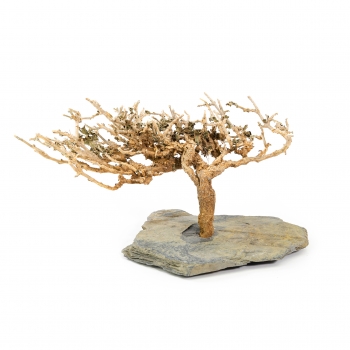 Preview: Natural bush on slate - Small